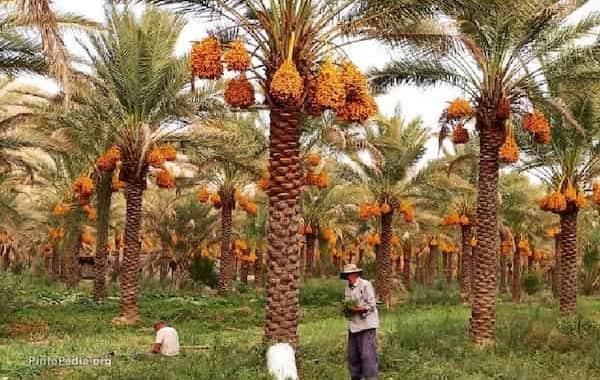 تصویر 4 از خرما زاهدی عمده تازه و یکدست مناسب فروشگاه ها